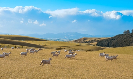 新西兰绿名单居留